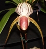 Paphiopedilum Lady Isabel (stonei x rothschildianum)