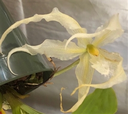 Paphinia Majestic v. alba (XL Blooms, very showy)