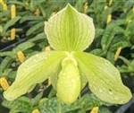 Paphiopedilum Moorei (ang thong v. alba x tonsum 'Green Gold' HCC)