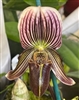 Paphiopedilum Vexillarium (barbatum x fairrieanum)