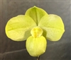 Paphiopedilum QF Alanna (armeniacum x thaianum)