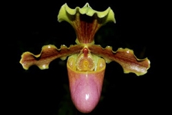 Paphiopedilum x aspersum