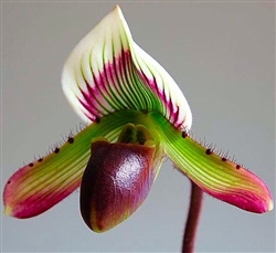 Paphiopedilum barbatum v. nigritum