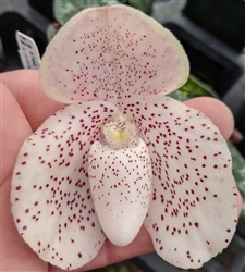 Paphiopedilum bellatulum