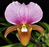 Paphiopedilum charlesworthii