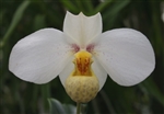 Paphiopedilum emersonii