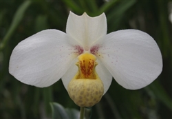 Paphiopedilum emersonii