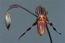 Paphiopedilum gardineri