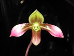 Paphiopedilum appletonianum