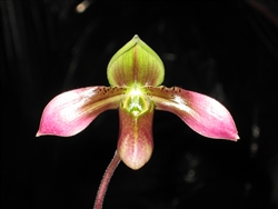 Paphiopedilum appletonianum