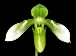 Paphiopedilum appletonianum v. alba