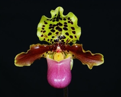 Paphiopedilum henryanum species