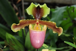 Paphiopedilum x hermannii