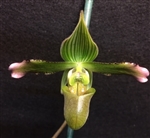 Paphiopedilum javanicum