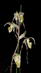 Paphiopedilum kolopakingii alba x philippinese #1 alba