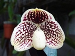 Paphiopedilum leucochilum