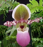 Paphiopedilum liemianum