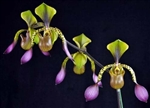 Paphiopedilum lowii