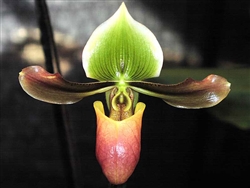 Paphiopedilum mastersianum v. mohrianum