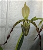 Paphiopedilum parishii