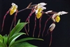 Paphiopedilum philippinense