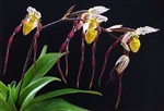 Paphiopedilum philippinense