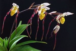 Paphiopedilum philippinense