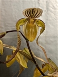 Paphiopedilum philippinense v. aureum x Kolosand 'QF Green Dragon' FCC/AOS