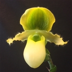 Paphiopedilum primulinum