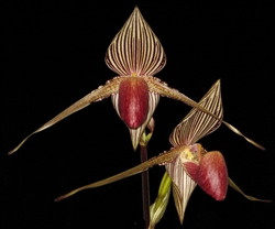 Paphiopedilum rothschildianum