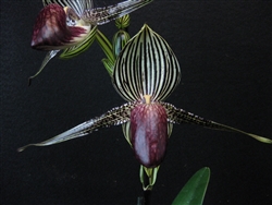 Paphiopedilum rothschildianum