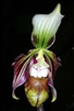 Paphiopedilum sangii