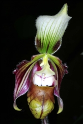 Paphiopedilum sangii