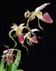 Paphiopedilum stonei