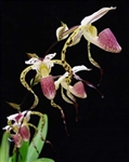 Paphiopedilum stonei