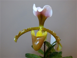 Paphiopedilum vejvarutianum