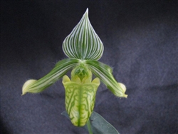 Paphiopedilum venustum v. alba