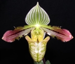 Paphiopedilum venustum