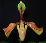 Paphiopedilum villosum