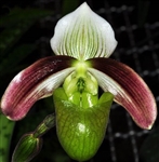 Paphiopedilum violascens