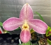 Paphiopedilum QF Ki'owaiokihawaine (violascens x vietnamense)