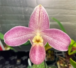 Paphiopedilum QF Ki'owaiokihawaine (violascens x vietnamense)