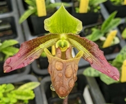 Paphiopedilum papuanum