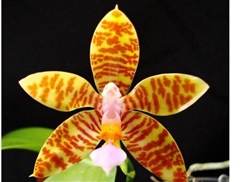 Phalaenopsis fasciata