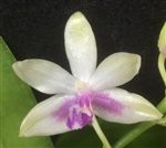 Phalaenopsis fimbriata