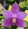 Phalaenopsis violacea 'Paris Blue'