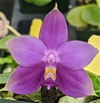 Phalaenopsis violacea 'Paris Blue'