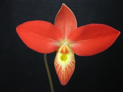 Phragmipedium besseae