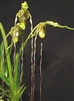 Phragmipedium caudatum