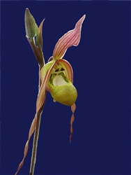 Phragmipedium klotzschianum